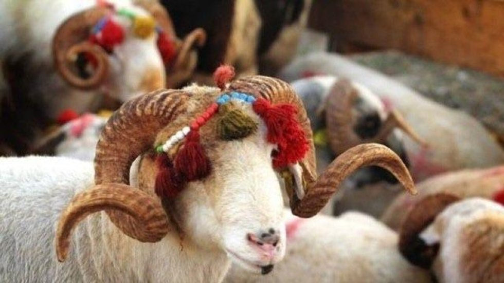 Qurbanlıq