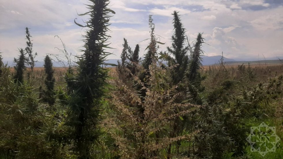 Xocalıda narkotik plantasiyası